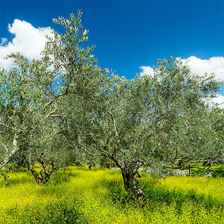 Olive - Il Gusto della Puglia